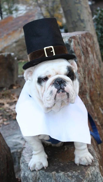 Podcast: Oliverâs guide to a Turkey-riffic Thanksgiving dinner with your pup