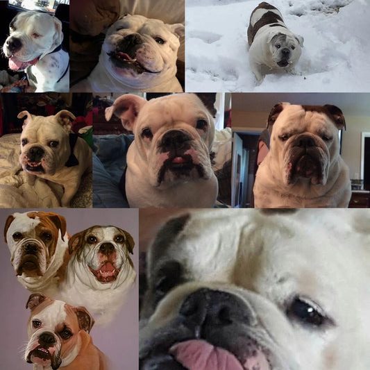 Podcast: DIY Bulldog Care with Debra & Theresa - Part 1 : Starting at the top